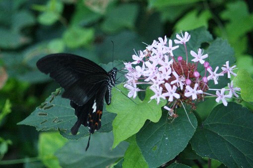 ���O�L�؂ƃN���A�Q�n