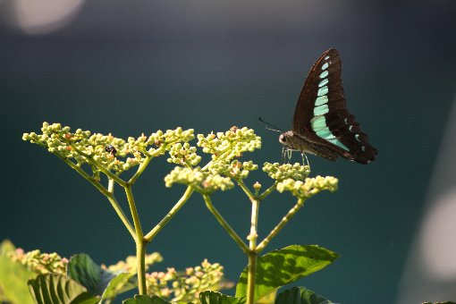 �M�͂炵�@�Ɓ@�A�I�X�W�A�Q�n