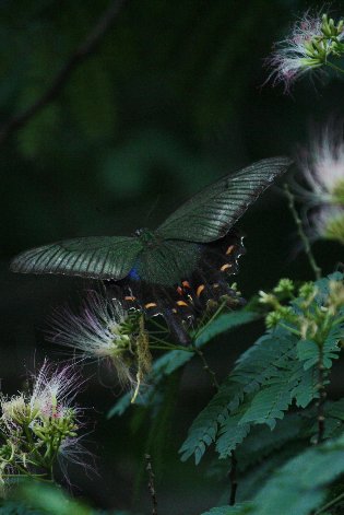 �����̖؂̉ԂƃN���A�Q�n