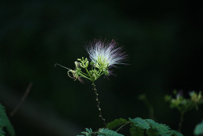 �����̖؂̉�