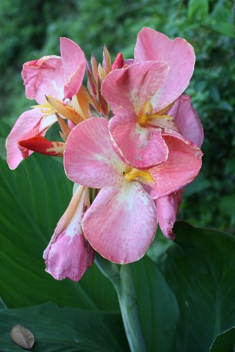 �J���i��