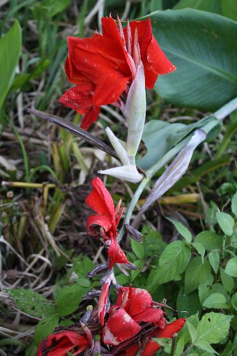 �h�����J���i