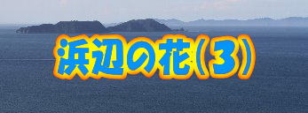 �l�ӂ̉ԁi�R�j 