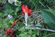 �����J���i