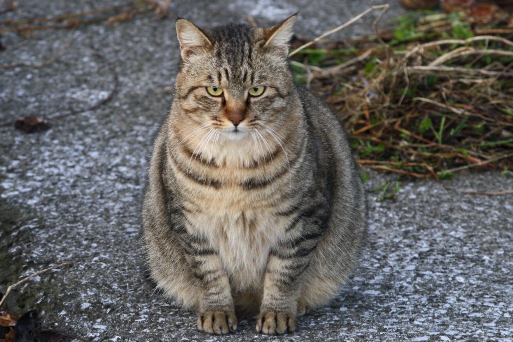 �I�[�E�w�����[