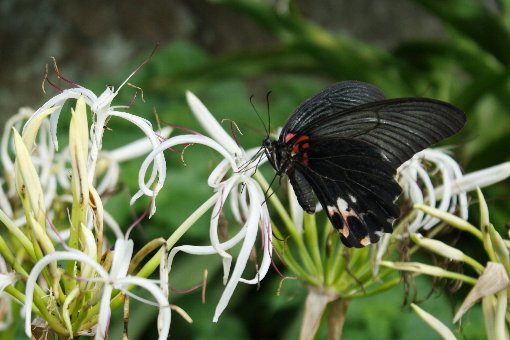 �l�ؖȂƃN���A�Q�n