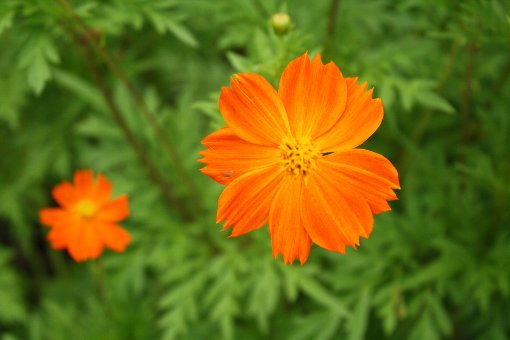 ���ԃR�X�}�X