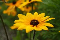 ���h�x�L�A