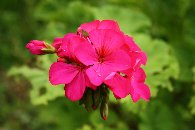 �[���j���[��