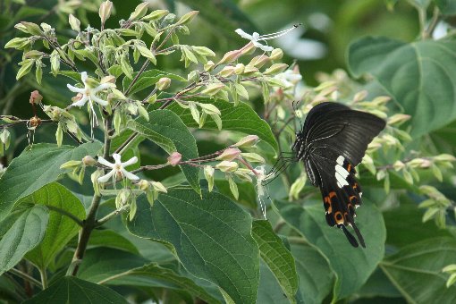 �ԉ�ނƃN���A�Q�n