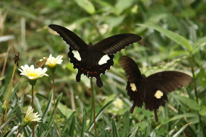 �K�U�j�A�ƃN���A�Q�n