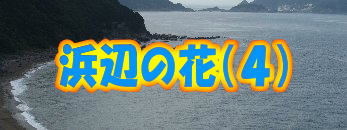 �l�ӂ̉ԁi�S�j 