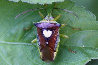 �n�[�g�̃J�����V