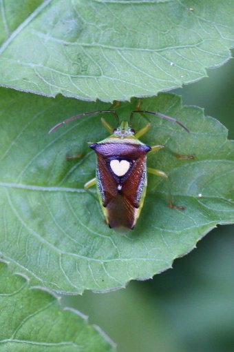 �n�[�g�̃J�����V