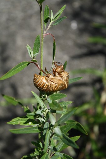 ��̔����k