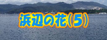 �l�ӂ̉ԁi�T�j 