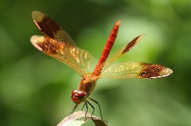 �g���{�Ԃ�