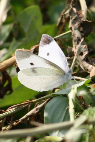 �����V���`���E