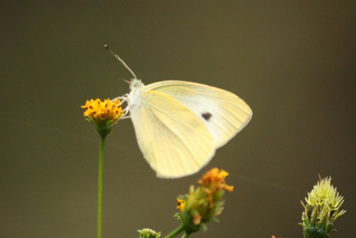 �����V���`���E