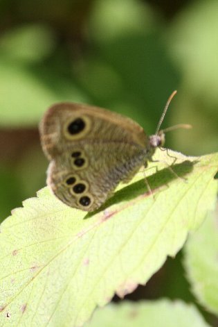 �q���E���i�~�V�W�~