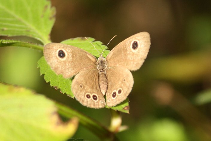 �q���E���i�~�V�W�~