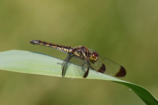 �R�m�V���g���{