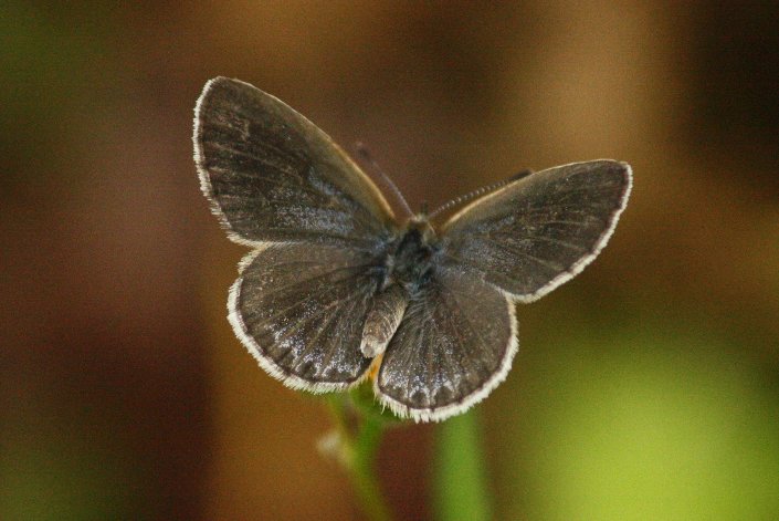 ���}�g�V�W�~