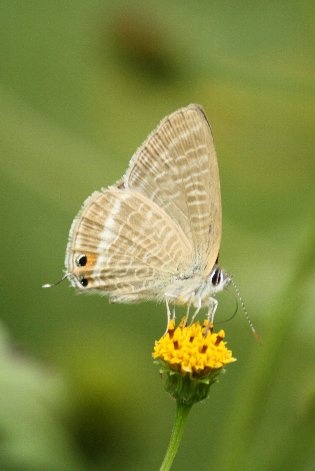 �E���i�~�V�W�~