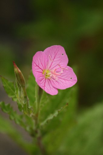 �ԉԗ[����