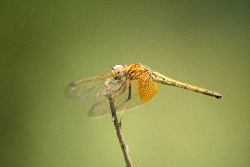 �x�j�g���{��