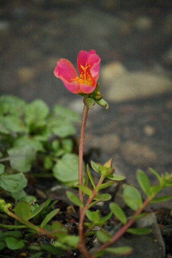 �P���t���O