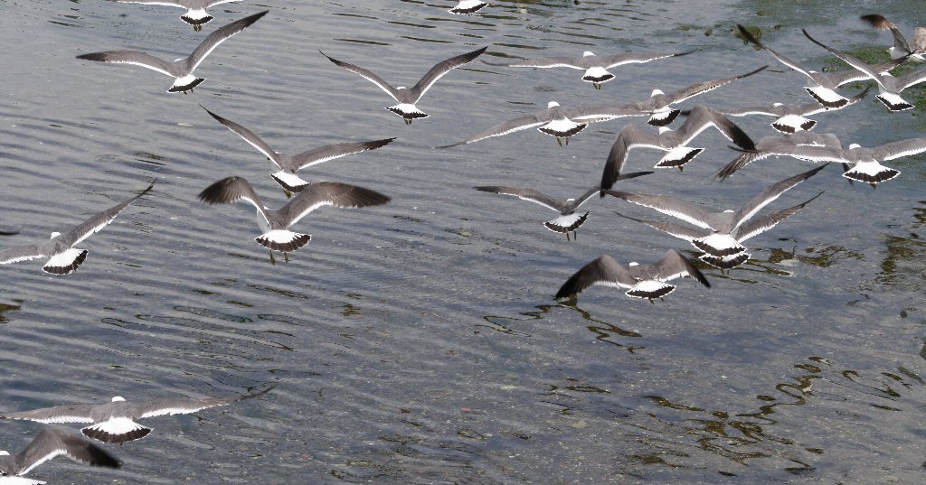 �E�~�l�R�P