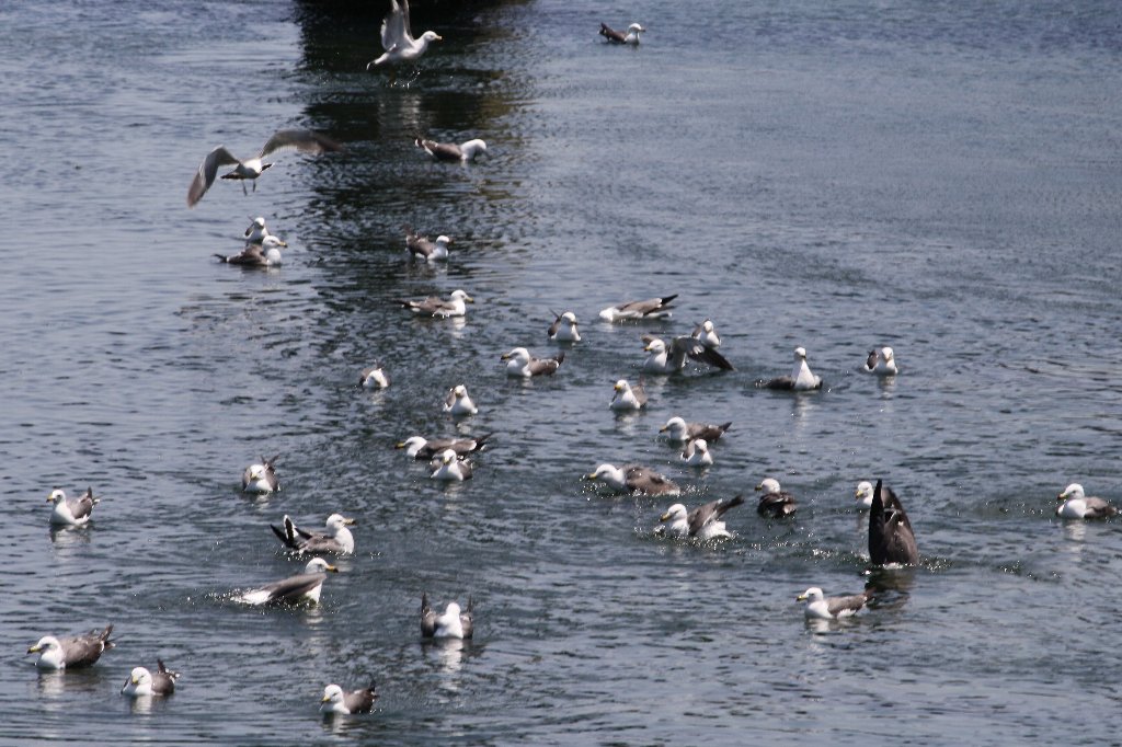 �E�~�l�R�Q