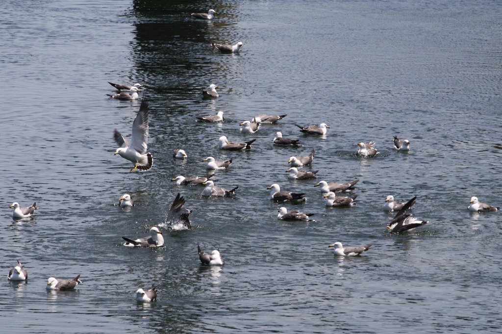 �E�~�l�R�R