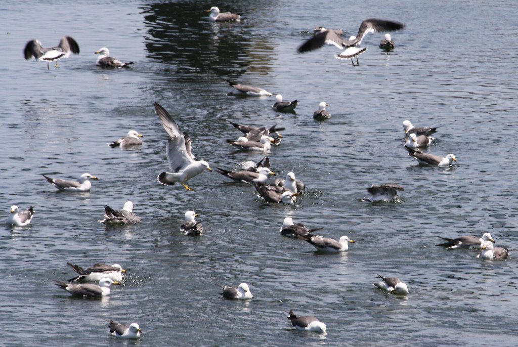 �E�~�l�R�U