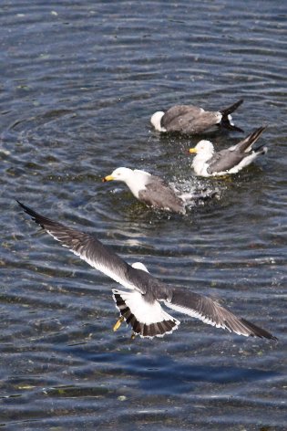 �E�~�l�R�S