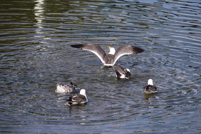 �E�~�l�R�T