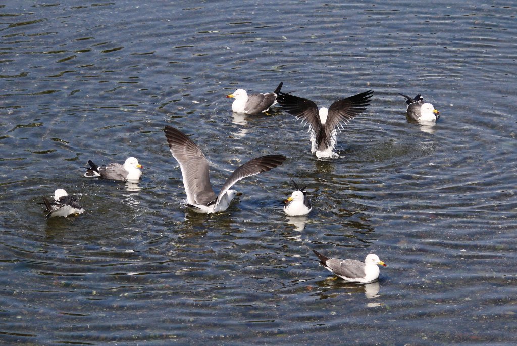 �E�~�l�R�W