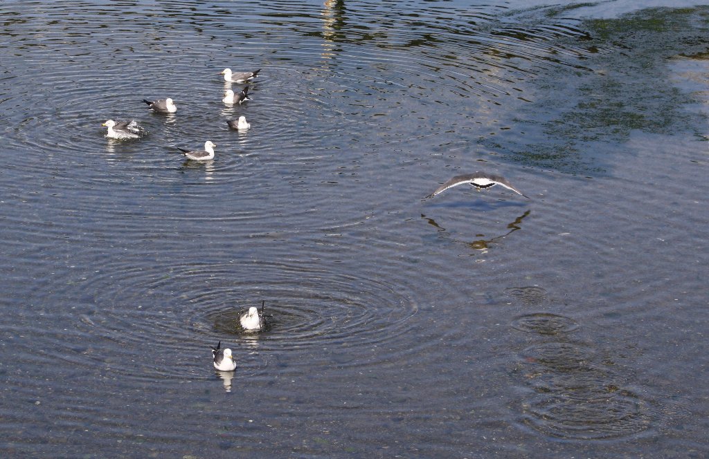 �E�~�l�R�V