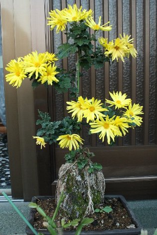 �㐙�ƌ���