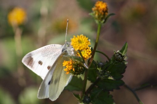 �����V���`���E