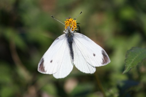 �����V���`���E