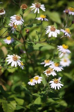 �C�i�J�M�N