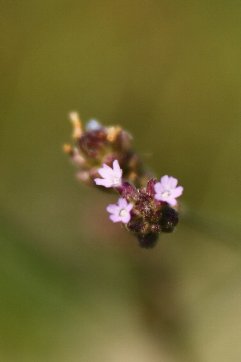 �A���`�n�i�K�T