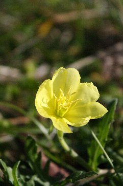 �R�}�c���C�O�T