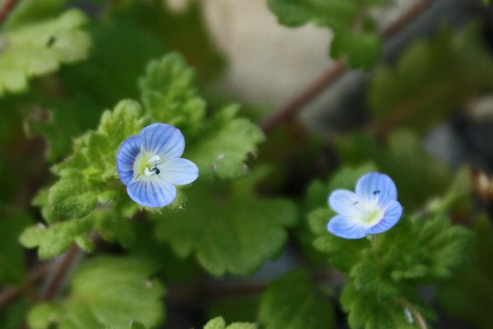 �I�I�C�k�m�t�O��