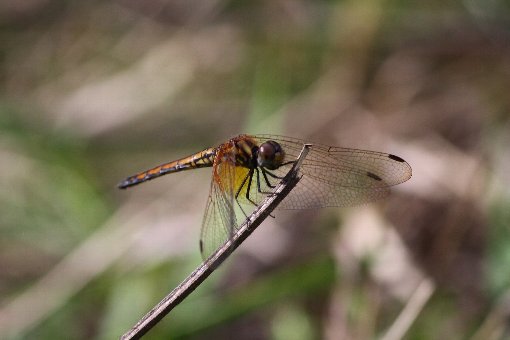 �x�j�g���{