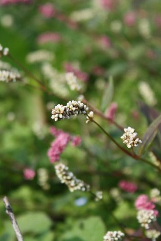 �����i�C�k�^�f�j