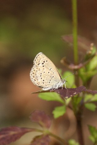 ���}�g�V�W�~