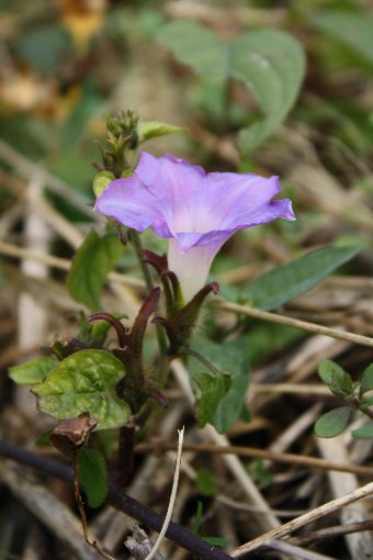 �}���A�T�K�I